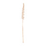 Eremurus -86 cm