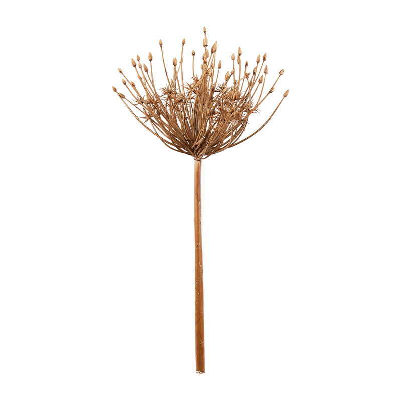 Allium grote  knoppen - 53 cm