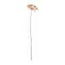 Allium kleine - bloemetjes - 84 cm