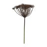 Allium paars - 48 cm 