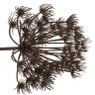 Allium paars - 48 cm 