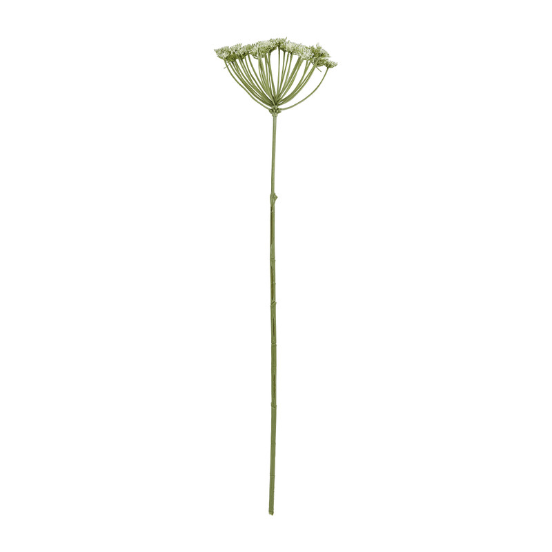 Wilde peen wit - 75 cm