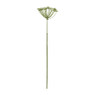 Wilde peen wit - 75 cm