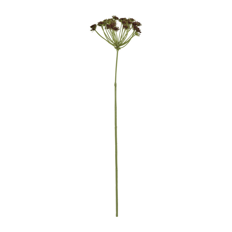 Wilde peen rood - 75 cm