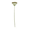 Wilde peen okergeel - 75 cm