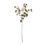 Judaspenning - goudkleurig - 74 cm