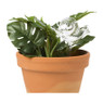Waterdruppelaar slak - glas - 23x4.8x9.5 cm