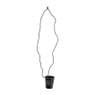 Ketting shotglas NY - diverse kleuren - 80 cm