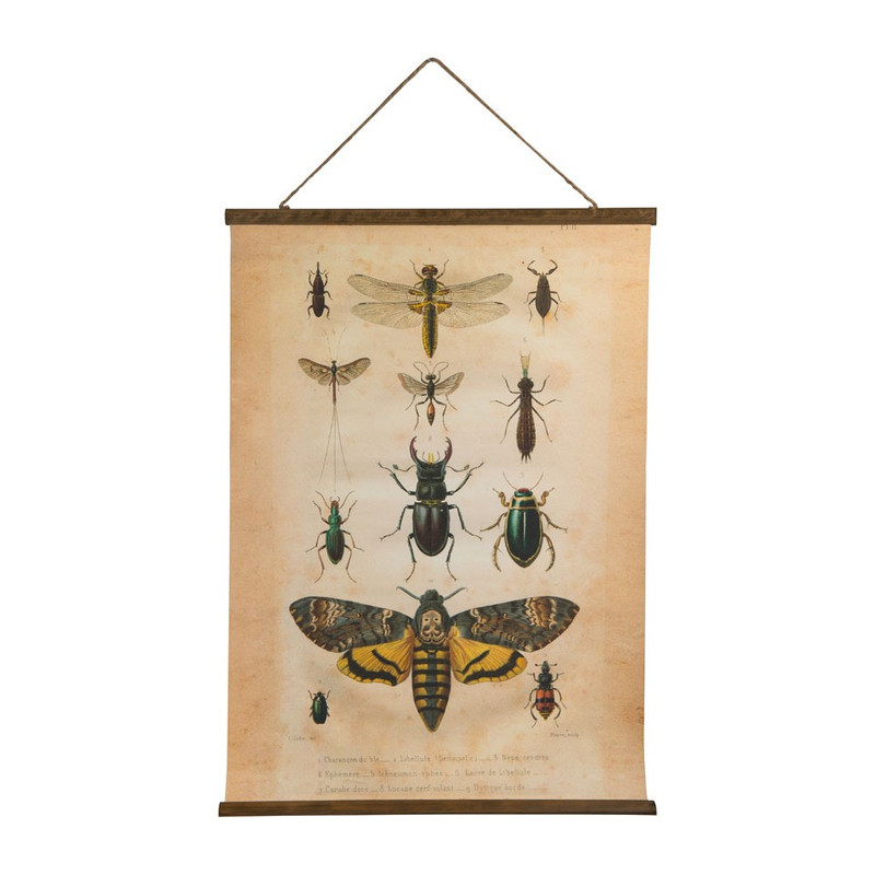 Vintage poster - insecten - 50x70 cm