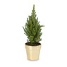 Gouden pot - 15x14 cm