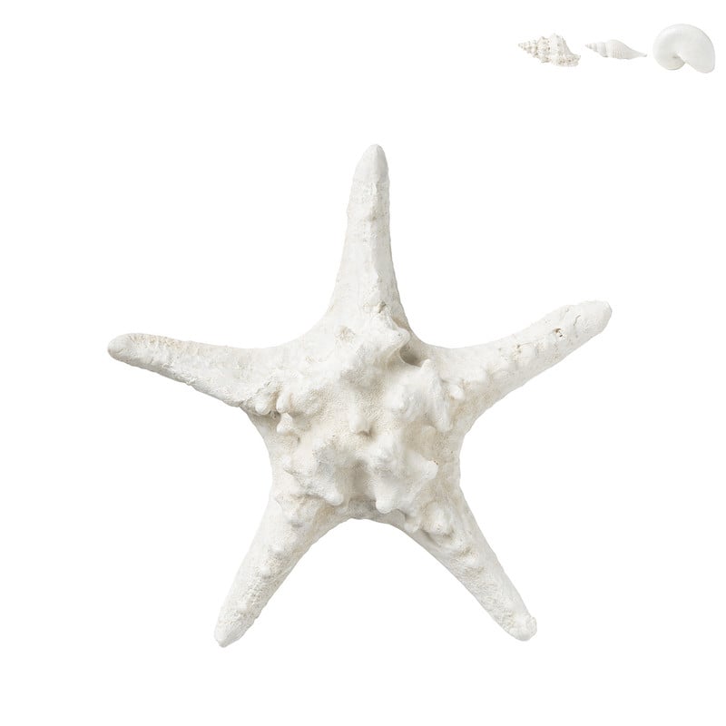Schelp - diverse varianten - 22x7 cm