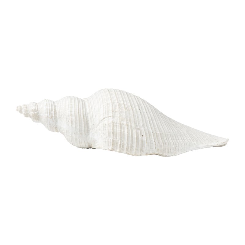 Schelp - diverse varianten - 22x7 cm