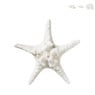 Schelp - diverse varianten - 22x7 cm