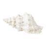 Schelp - diverse varianten - 22x7 cm