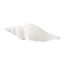Schelp - diverse varianten - 22x7 cm