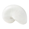 Schelp - diverse varianten - 22x7 cm