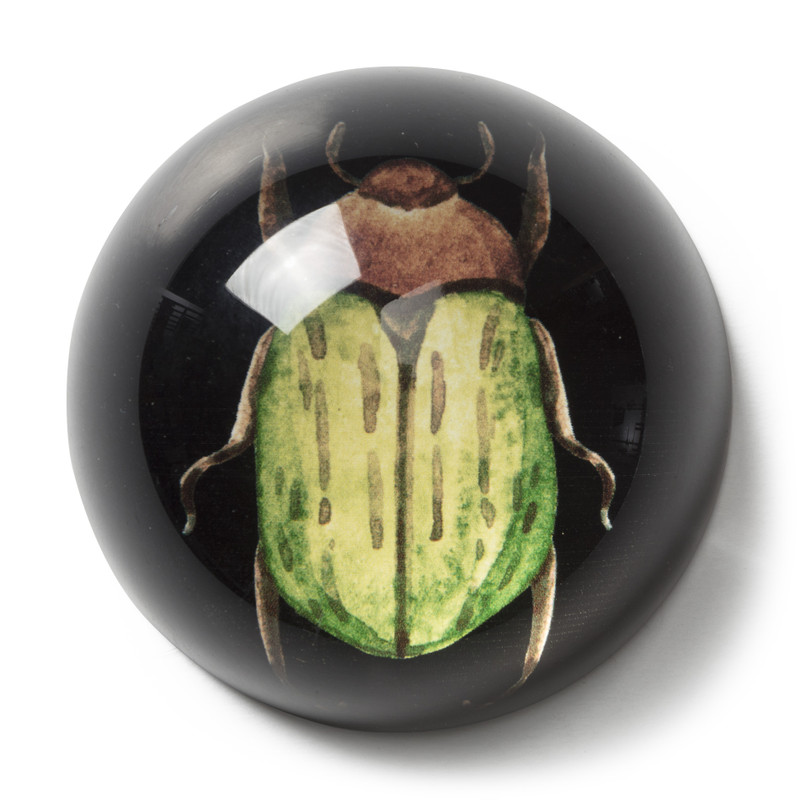 Presse papier insecten - diverse varianten 