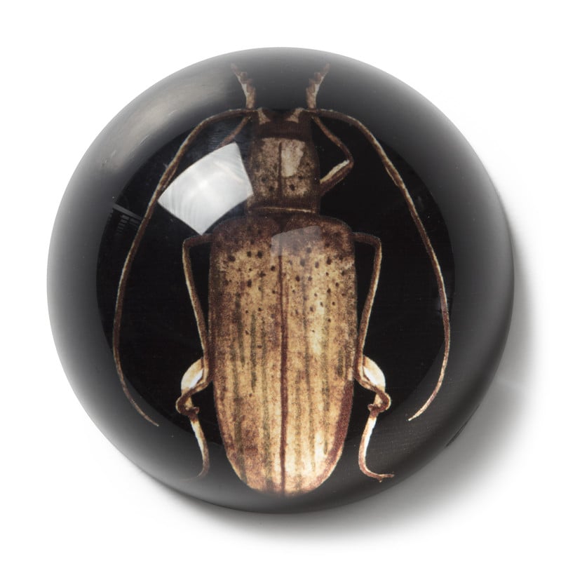 Presse papier insecten - diverse varianten 