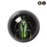 Presse papier insecten - diverse varianten 