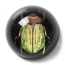 Presse papier insecten - diverse varianten 
