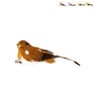 Vogel op clip - diverse kleuren - 12x5.5x3.5 cm