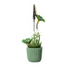 Fotoclip bloempot - diverse kleuren - ø3.4x11 cm