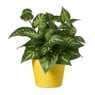 Bloempot mand klein - diverse varianten - ø12x9 cm