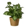 Bloempot mand klein - diverse varianten - ø12x9 cm
