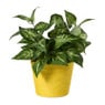 Bloempot mand groot - diverse varianten - ø13.5x11 cm