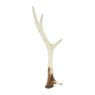 Decoratie gewei - 32 cm