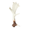 Decoratie gewei - 28 cm
