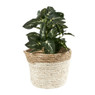 Rieten bloempot - wit - ⌀22x17 cm 
