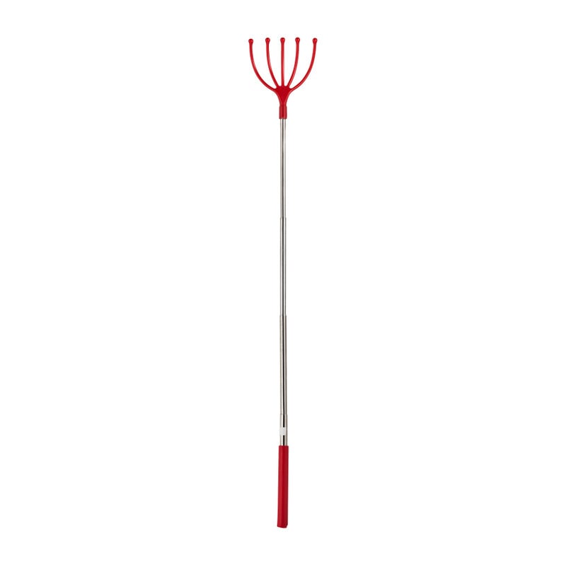 Ruggenkrabber - diverse soorten - 26 cm