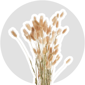 Droogbloemen